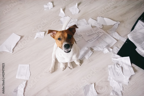 Happy dog shred important paper documents. Bad puppy made a mess in the room. Leave alone naughty pet at home