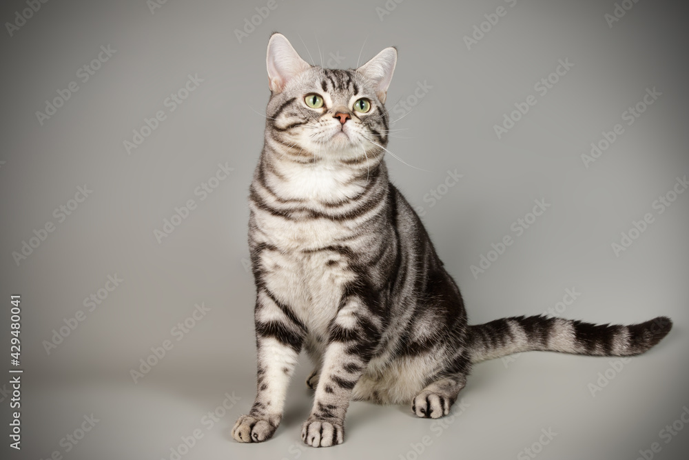 Fototapeta premium American shorthair cat on colored backgrounds