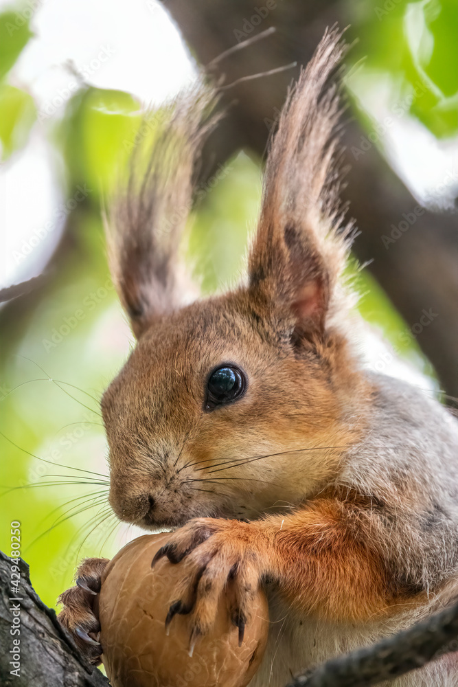 Fototapeta premium The squirrel with nut sits on a branches in the spring or summer. Portrait of the squirrel close-up