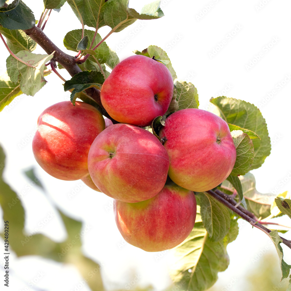 Red ripe apples on a tree in sunny weather Red ripe apples on a tree in sunny weather