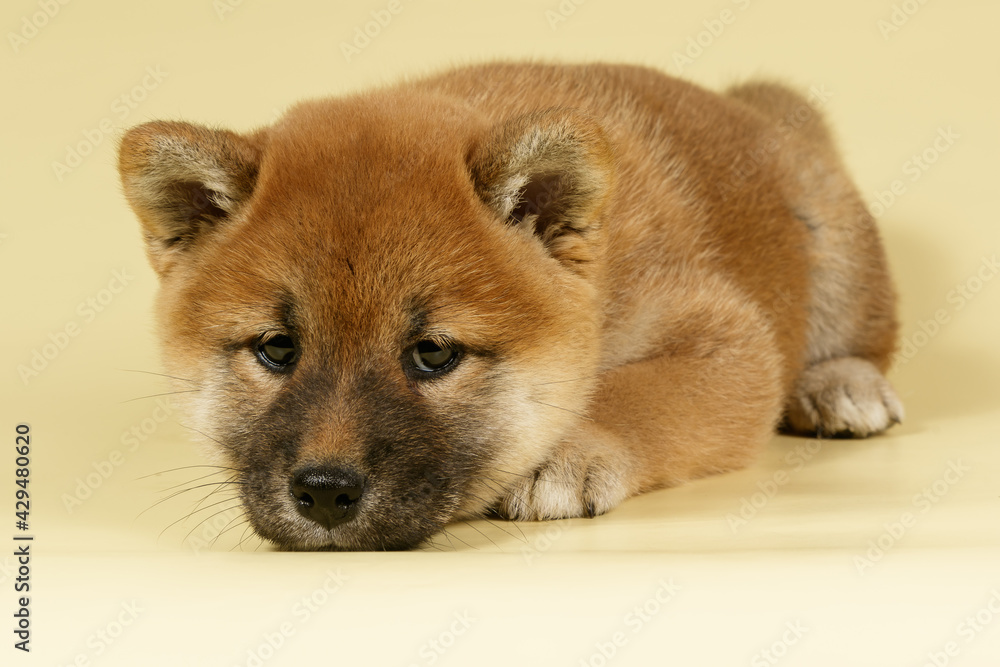 Shiba inu on colored backgrounds Shiba inu on colored backgrounds