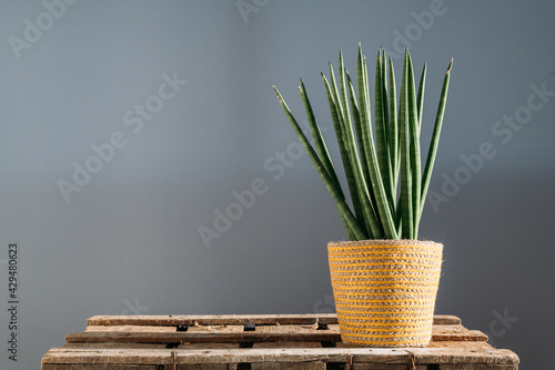 cylindrical snake plant (Sansevieria cylindrica) plant house