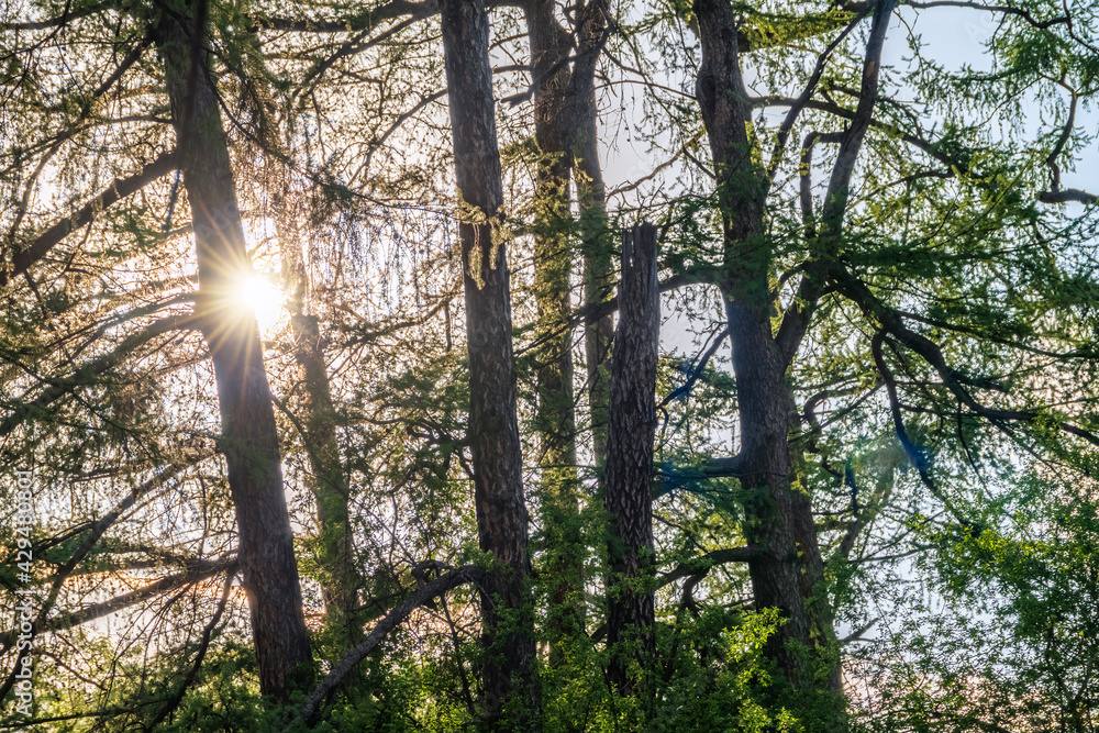 Obraz premium Sun through larch trees in spring forest ot park