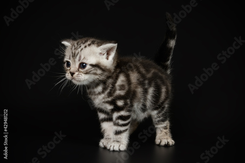 American shorthair cat on colored backgrounds