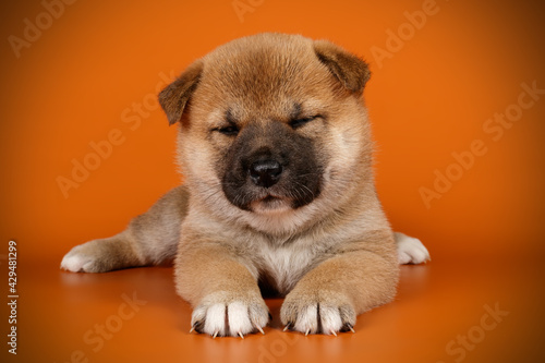 Shiba inu on colored backgrounds