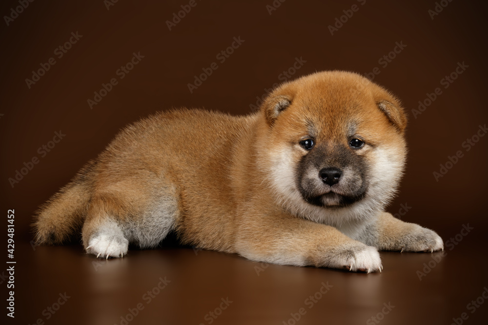Shiba inu on colored backgrounds Shiba inu on colored backgrounds