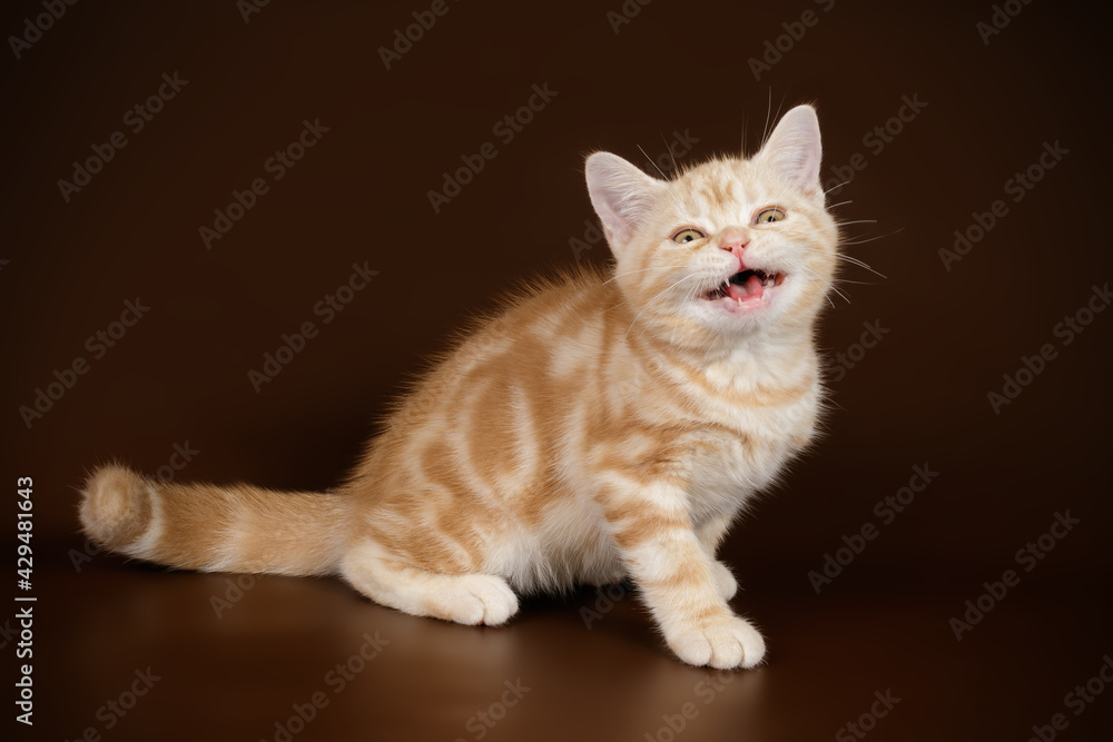 Obraz premium American shorthair cat on colored backgrounds