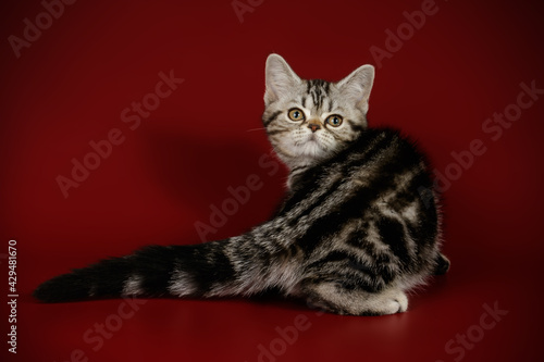 American shorthair cat on colored backgrounds