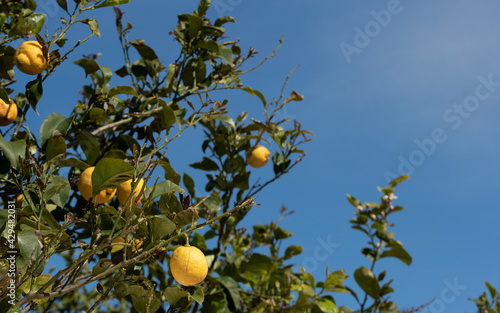Yellow organic lemons grow on a tree against a blue sky in Sicily