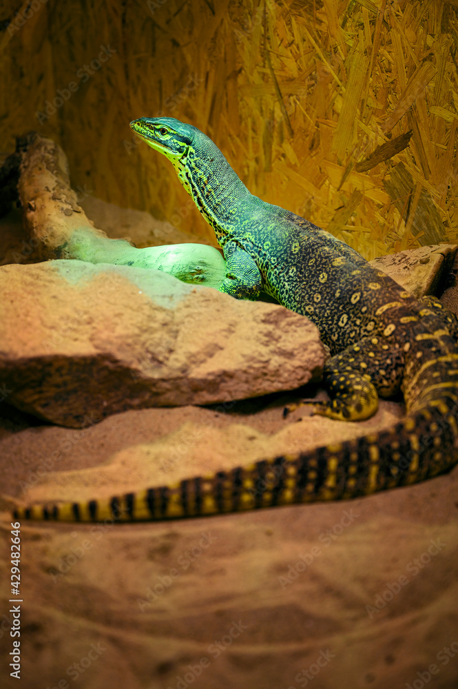 Fototapeta premium Varanus - reptile lizard monitor lizard in detail.