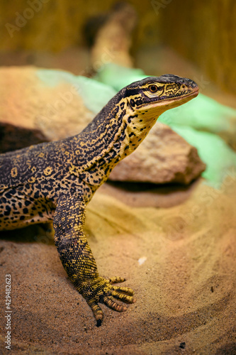 Varanus - reptile lizard monitor lizard in detail.