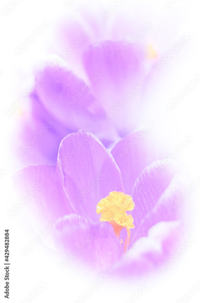 Soft focus image of springtime bright violet crocuses in close-up. Ideal artwork for your home decor canvas print