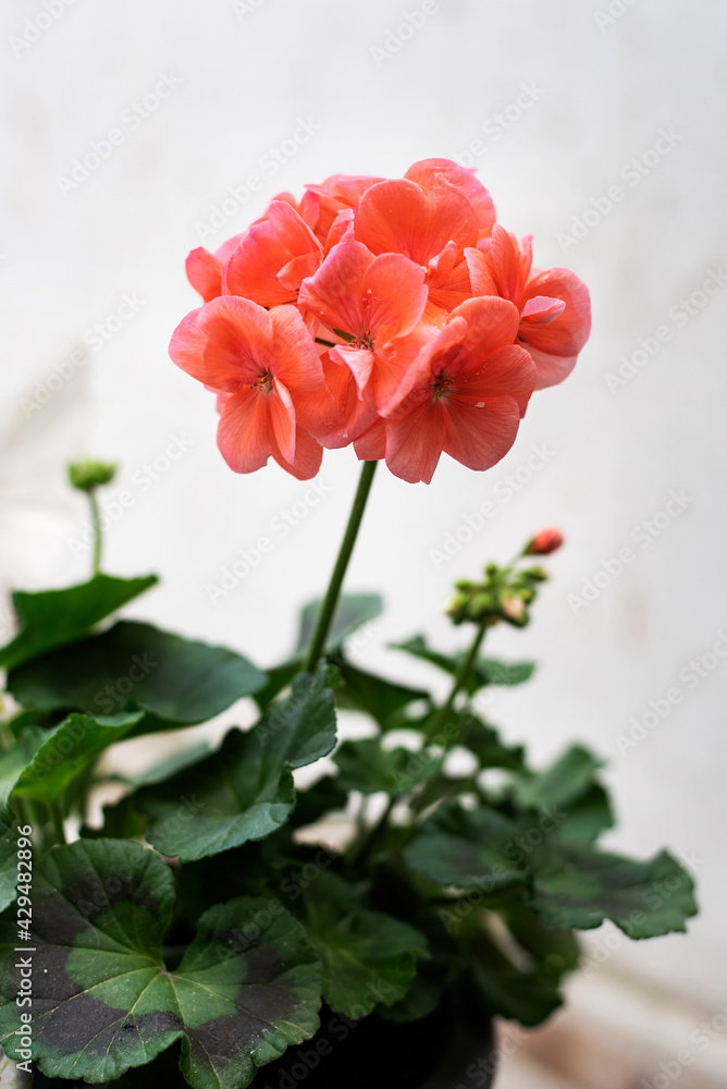 Obraz premium Beautiful colored geranium blooming