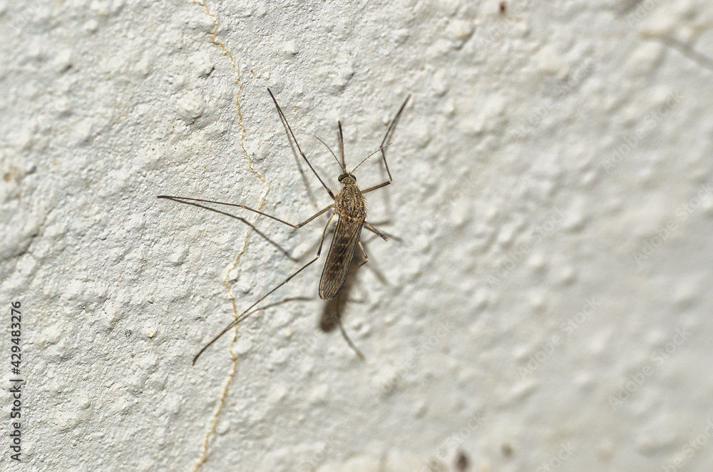 Fototapeta premium close-up of mosquito isolated on white wall