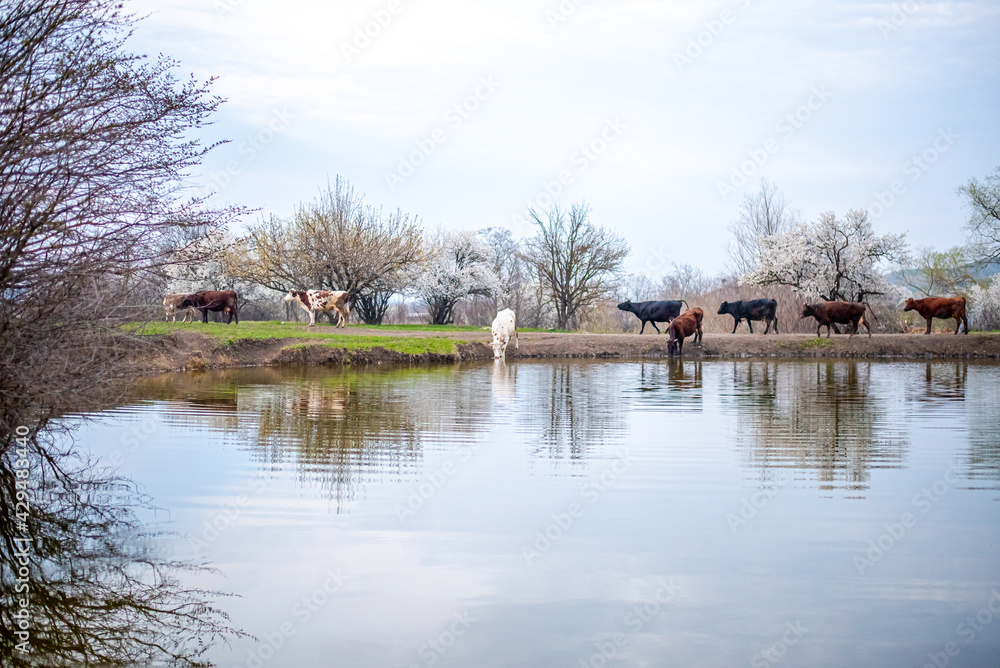 A group of cows drinks water from a lake in a field, trees are blooming around and the grass turns green. The field is part of agricultural land. It's a spring day in Russia.