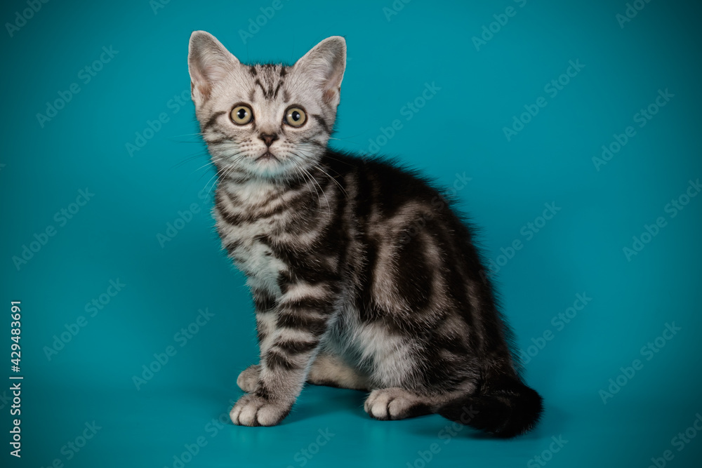 American shorthair cat on colored backgrounds