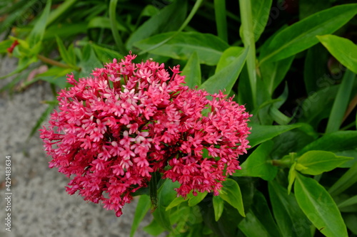 Blumen