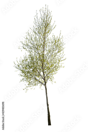 Birch tree cutout  tree with green leaves during spring season