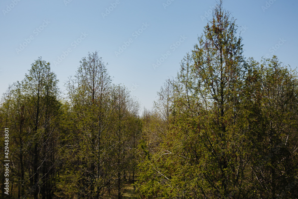 treetops against the blue sky treetops against the blue sky