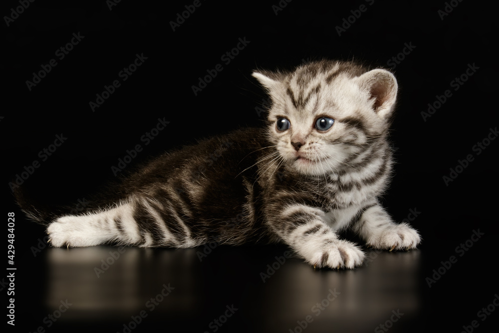 Obraz premium American shorthair cat on colored backgrounds