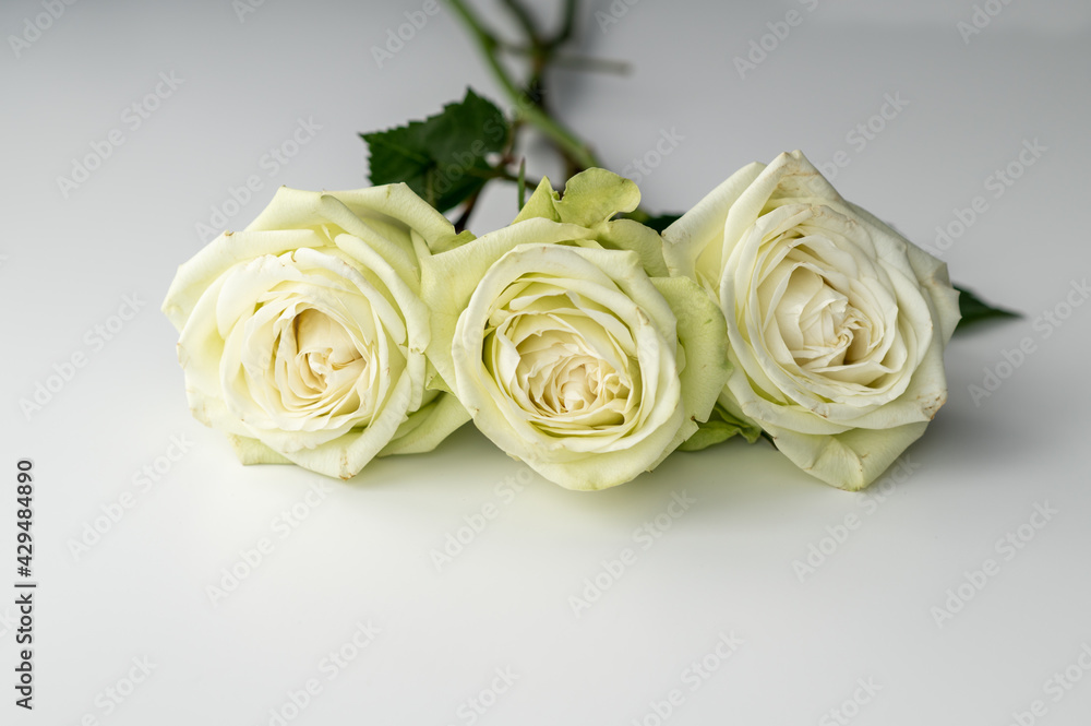 Fototapeta premium Three white roses on a white table.