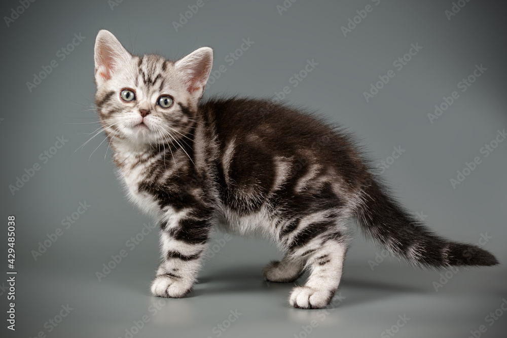 Obraz premium American shorthair cat on colored backgrounds