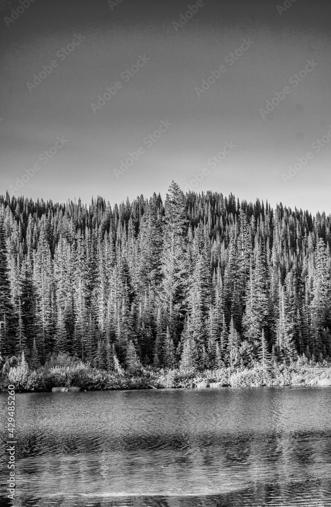 Fototapeta premium Forest around Mount Rainier in summer season