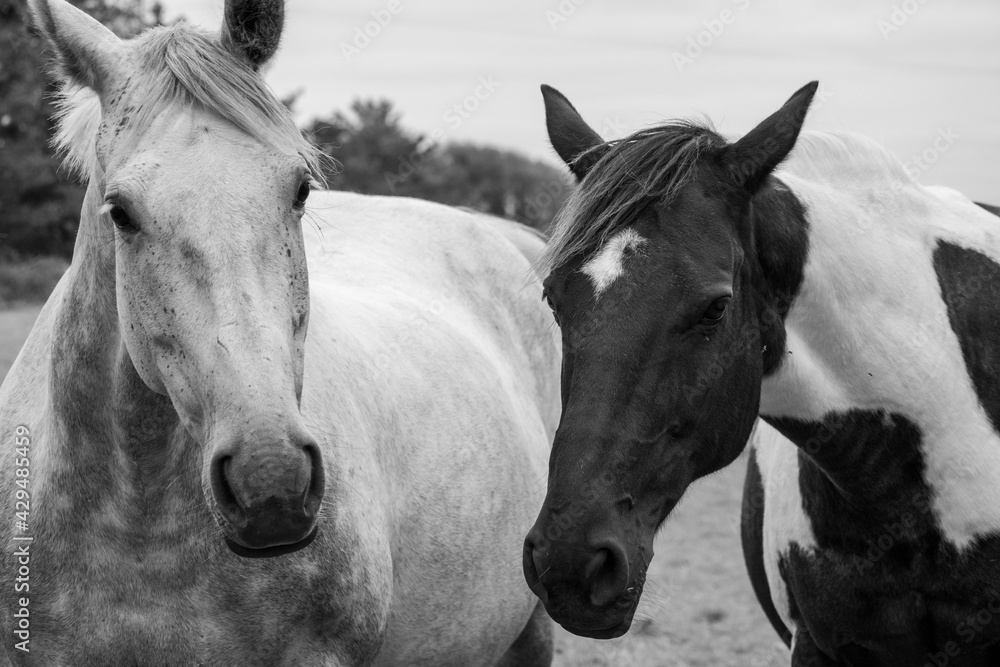 black and white image of two horses in a field in Ireland Stock Photo ...