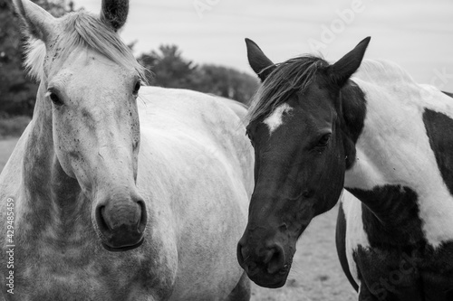 black and white image of two horses in a field in Ireland