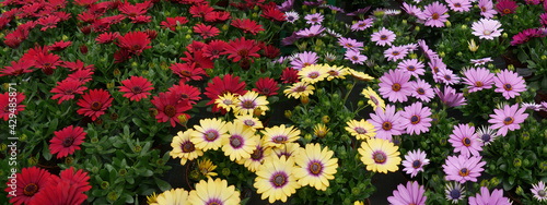 Meadow of colorful marguerites