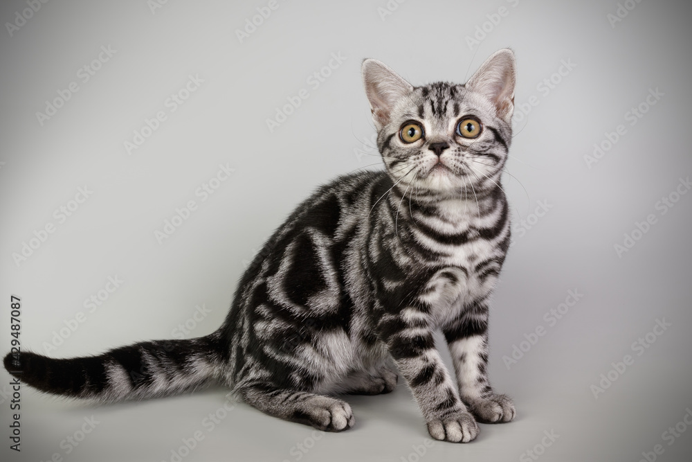 Obraz premium American shorthair cat on colored backgrounds