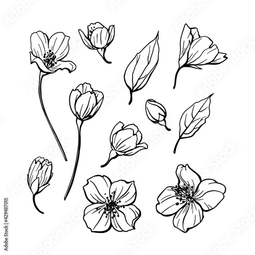 Vector illustration of a jasmine. Set of hand drawn rose elements isolated on white background. Wedding concept.