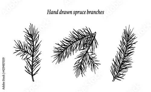 Spruce branches. Black and white hand drawn vector illustrations EPS10