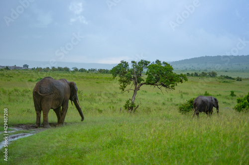 Parent and child elephant walking in a rainy savannah