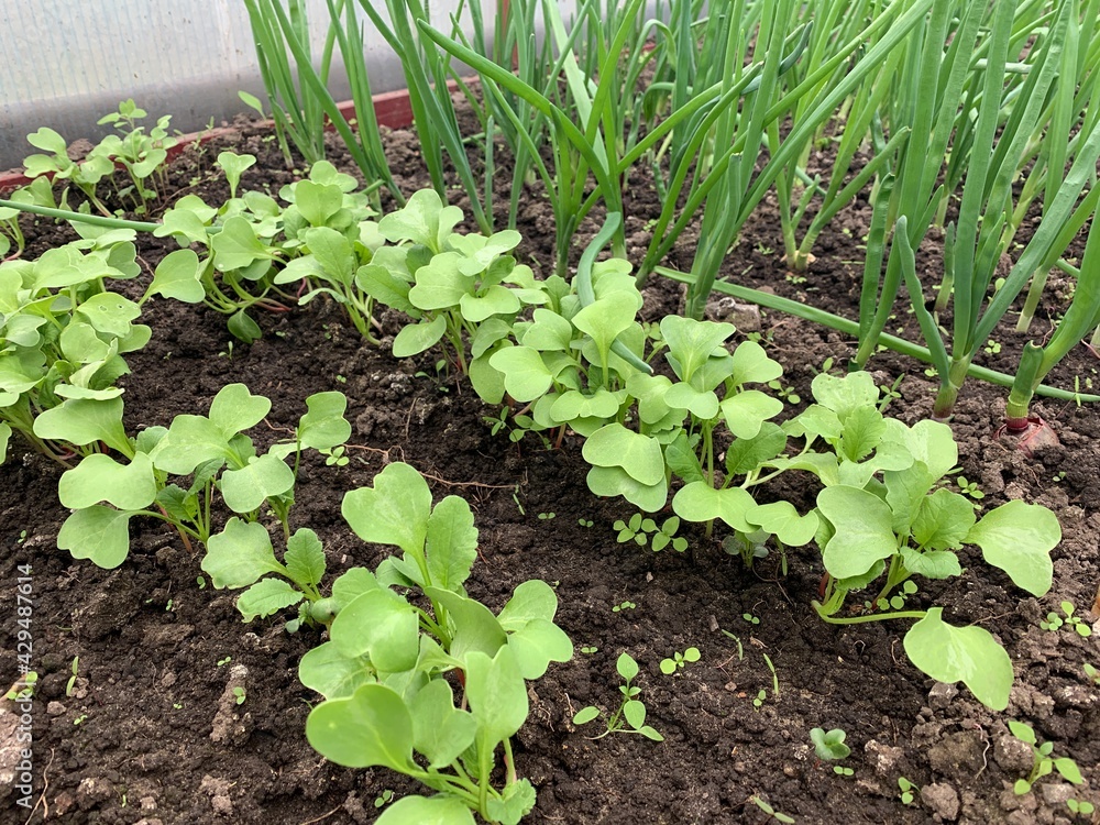 Obraz premium Green onions and radishes grow in the greenhouse garden. First harvest. Early spring. Fresh seedlings grow from the soil.