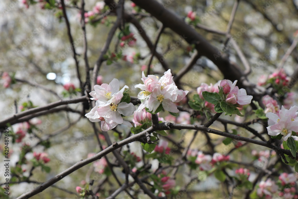 Bright white flowers. Apricot, cherry, apple,plum blossom. Fruit trees in the spring. Future fruits Bright white flowers. Apricot, cherry, apple,plum blossom. Fruit trees in the spring. Future fruits