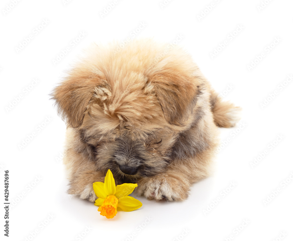 A small puppy with yellow narcissus. A small puppy with yellow narcissus.