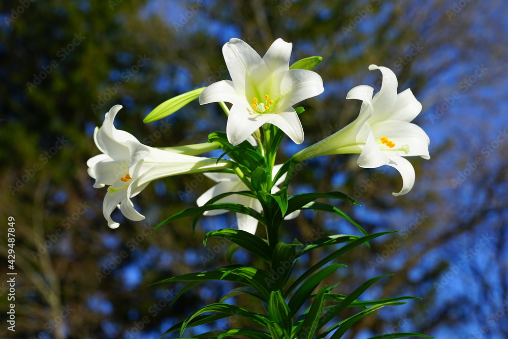 Obraz premium Fragrant white and yellow trumpet flowers of Easter Lily flowers (lilium longiflorum) in the spring