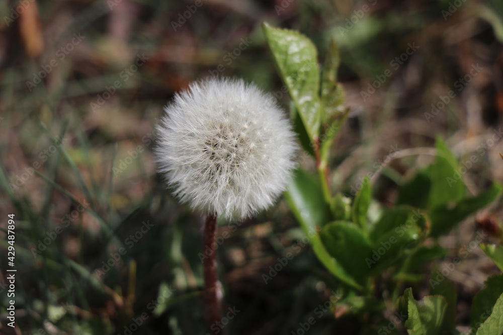 Dandelion in green grass. Spring time. Sunny day. Dandelion in green grass. Spring time. Sunny day.