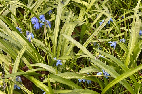 Delicate blue wild flowers Scilla siberica on the forest glade. Scilla siberica  the Siberian squill or wood squill  is a species of flowering plant in the family Asparagaceae.