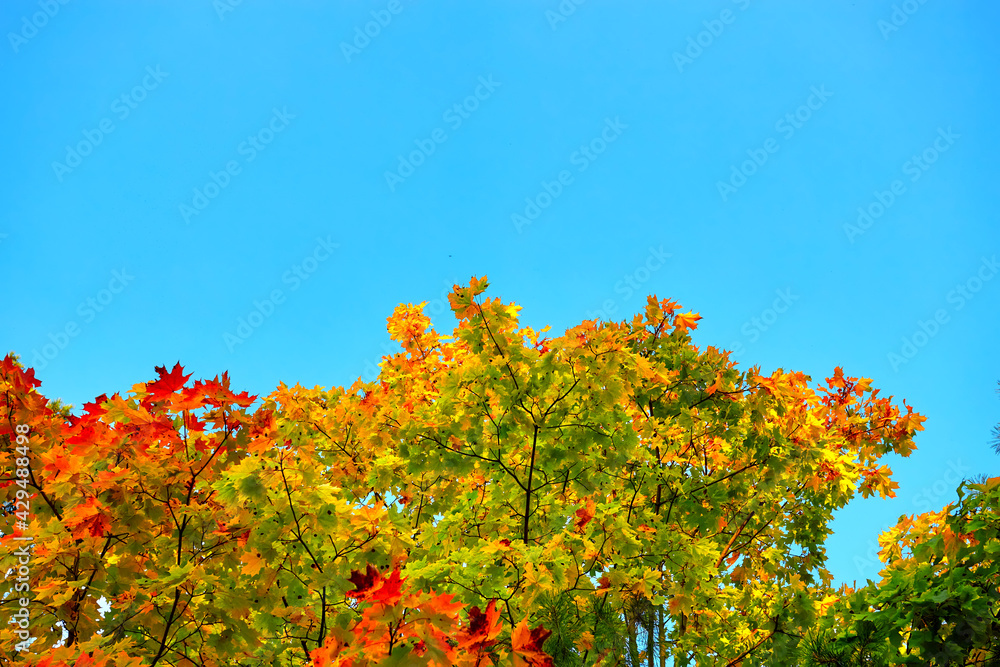 Autumn maple leaves against blue sky. Place for text.