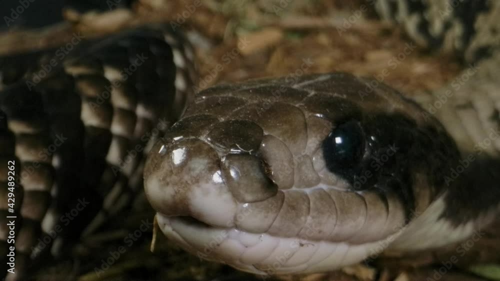 False water cobra close up tongue flick in slow motion False water cobra close up tongue flick in slow motion