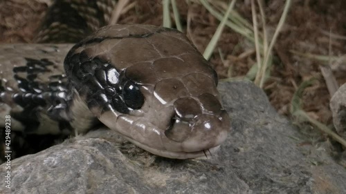 False water cobra snake hunting close up macro of tongue and face photo