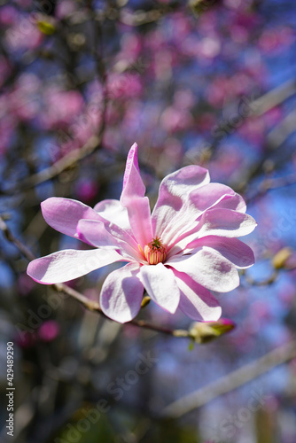 White and pink flower of a star magnolia (magnolia stellata) tree in spring