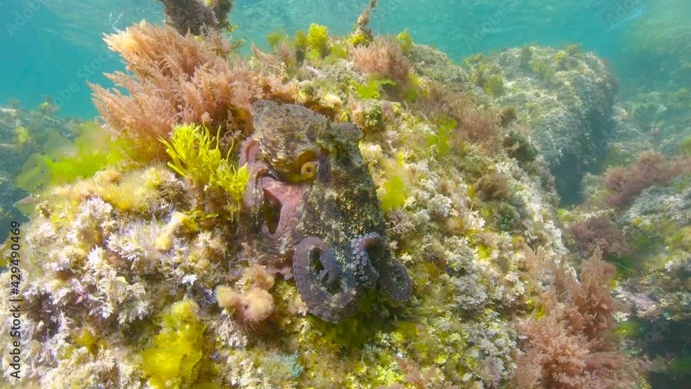 Octopus underwater in the Atlantic ocean, Spain, Galicia, Pontevedra province Octopus underwater in the Atlantic ocean, Spain, Galicia, Pontevedra province