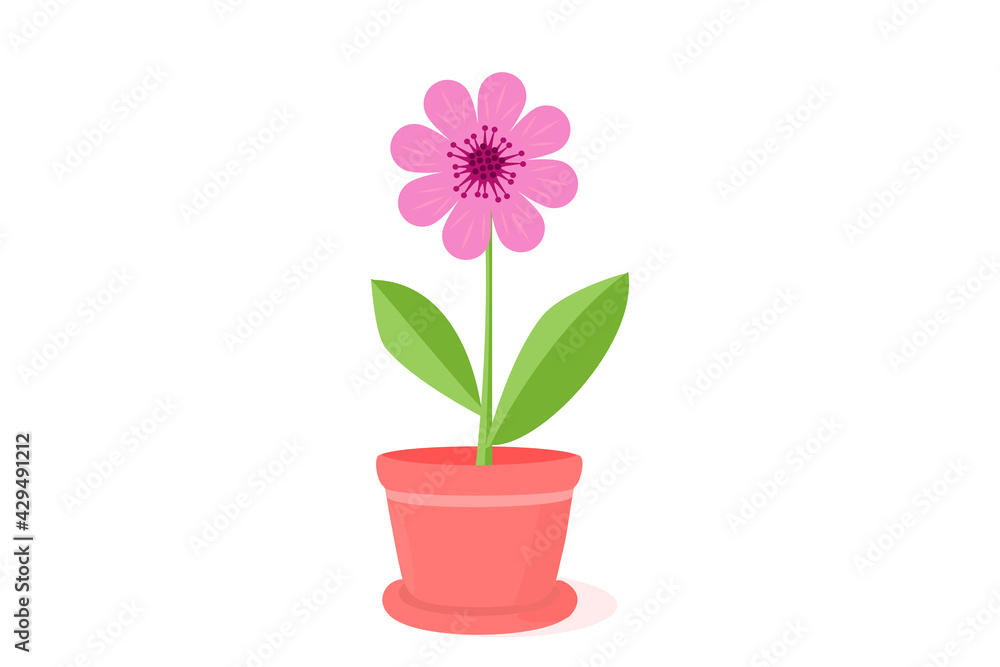 Spring Flower In Pot Isolated On White Background