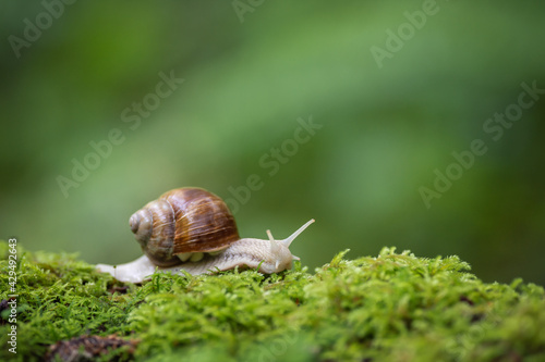 Big snail on the moss in the forest
