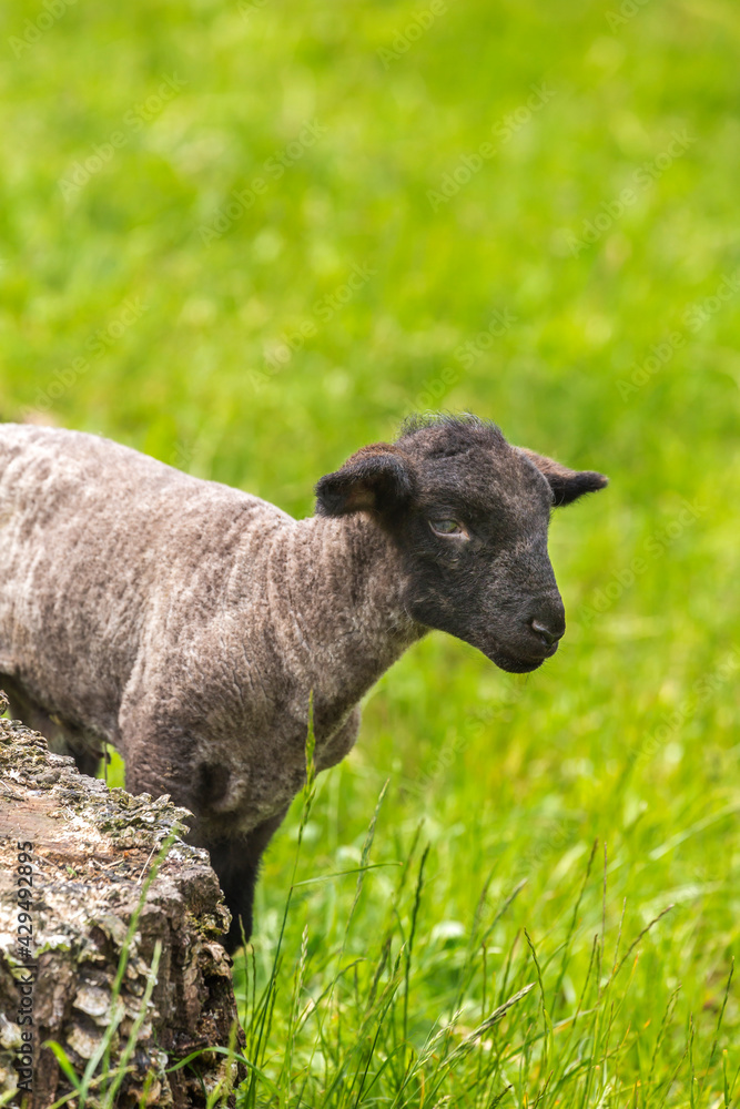 Cute Little Sheep Lamp On Meadow Cute Little Sheep Lamp On Meadow
