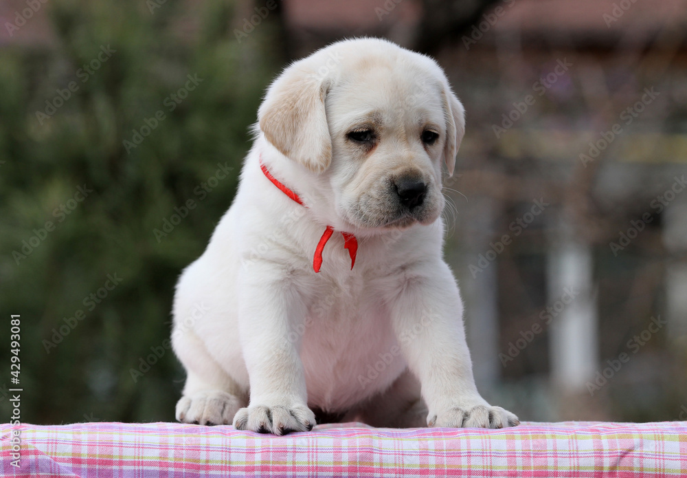 the nice sweet yellow labrador puppy on the pink the nice sweet yellow labrador puppy on the pink