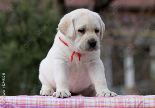 the nice sweet yellow labrador puppy on the pink